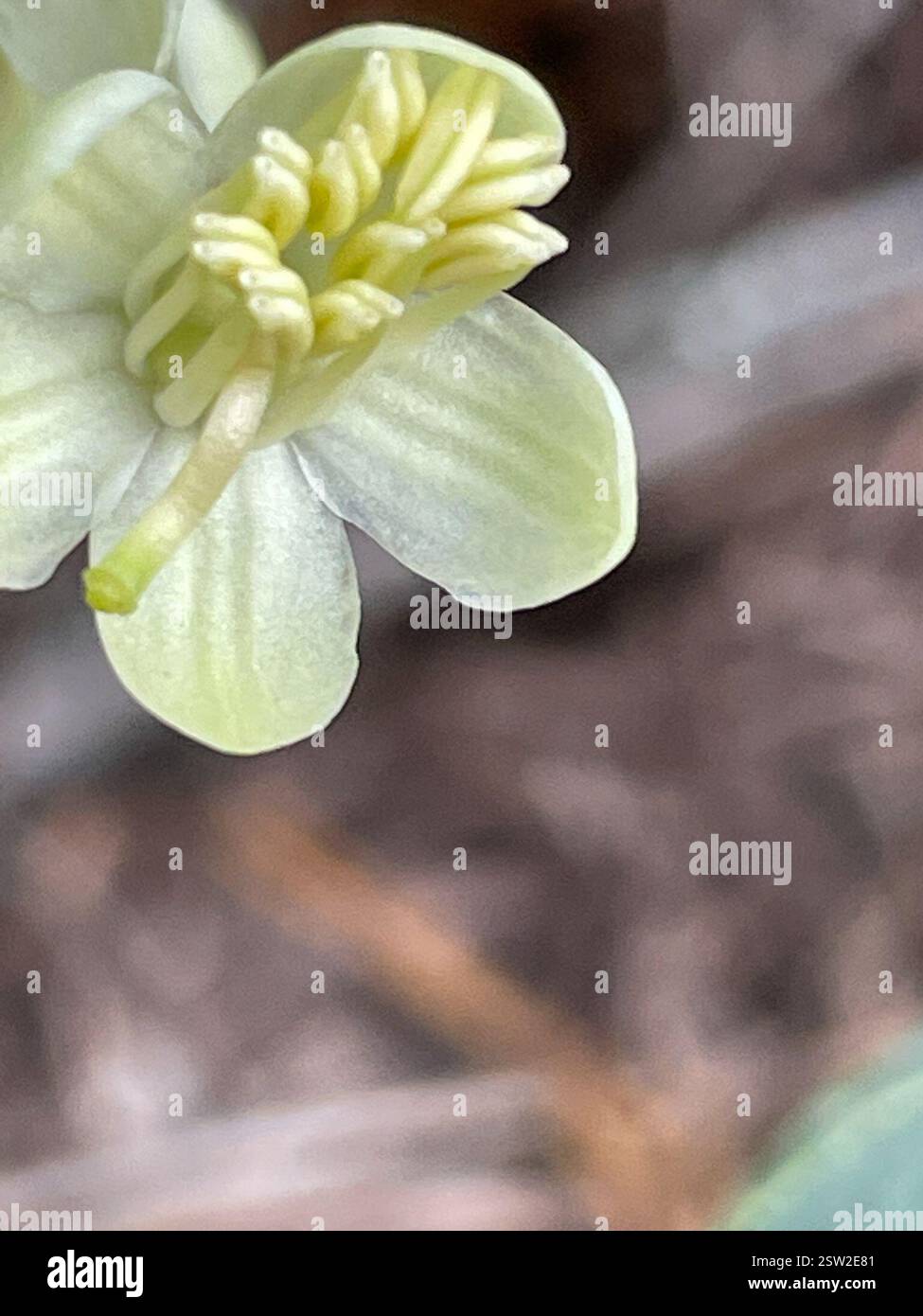 white-veined wintergreen (Pyrola picta), Plantae, Ross Lake National ...