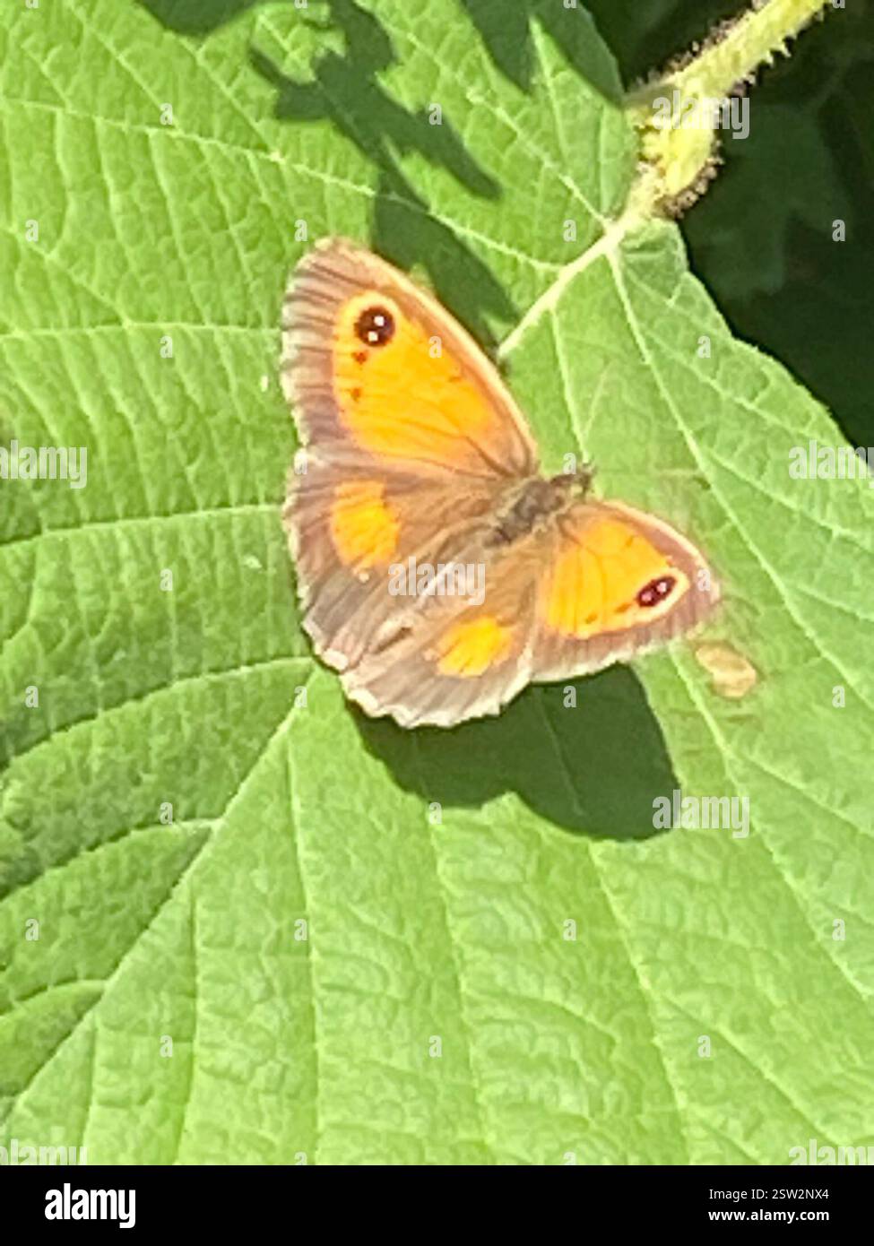 Gatekeeper (Pyronia tithonus), Insecta, Cornwall, UK Stock Photo