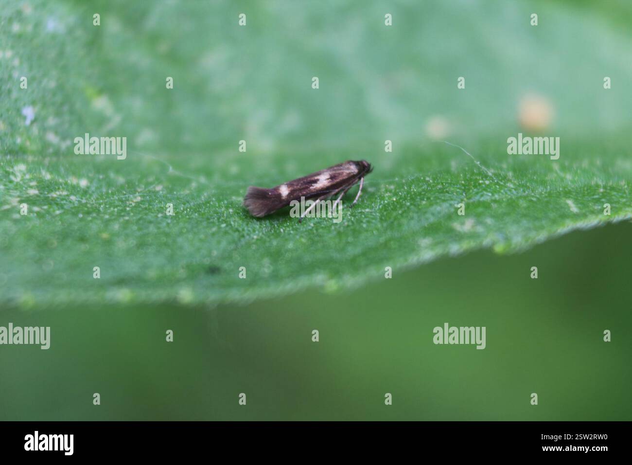 Banded Scythris Moth (Scythris trivinctella), Insecta, Baldwin Flats ...