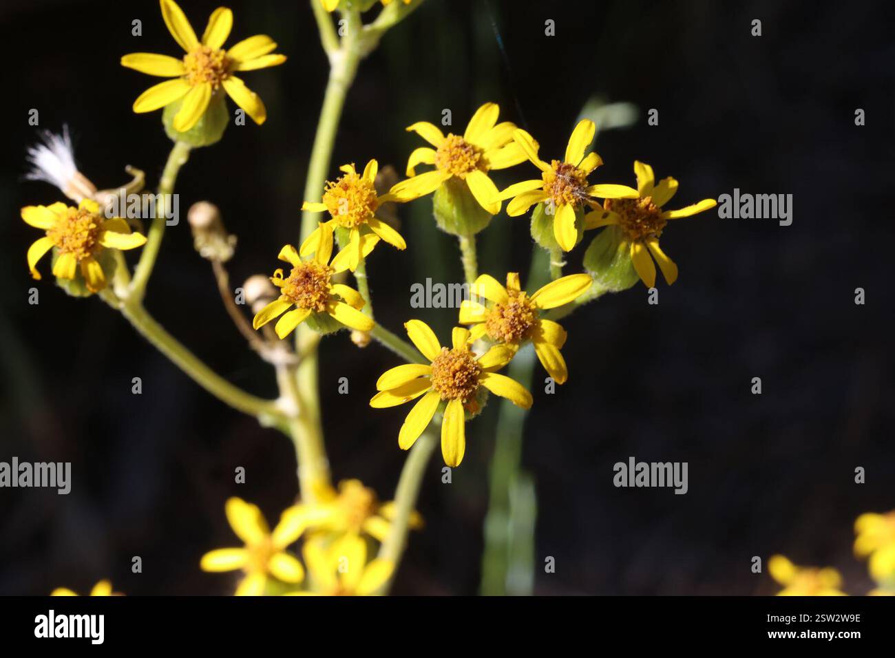 Fendler's ragwort (Packera fendleri), Plantae, Los Alamos, NM 87544 ...