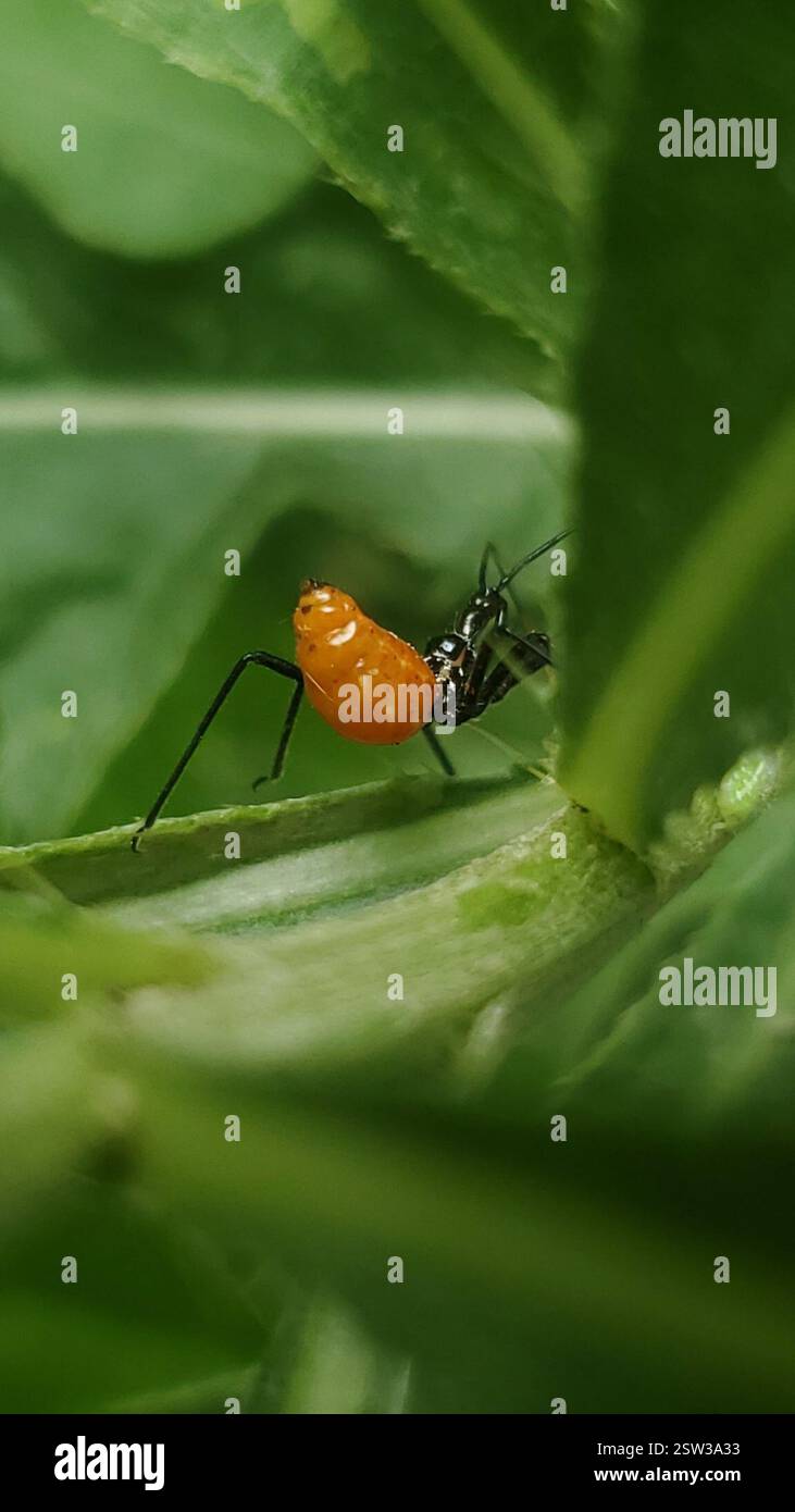 North American Wheel Bug (Arilus cristatus), Insecta, Indiana, US, One ...