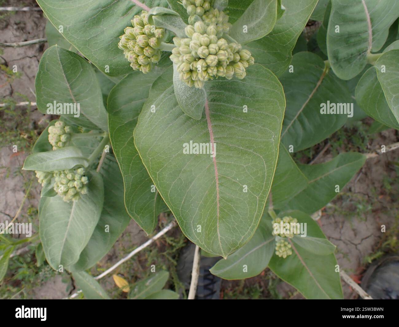 showy milkweed (Asclepias speciosa), Plantae, Val Marie No. 17, SK S0N ...