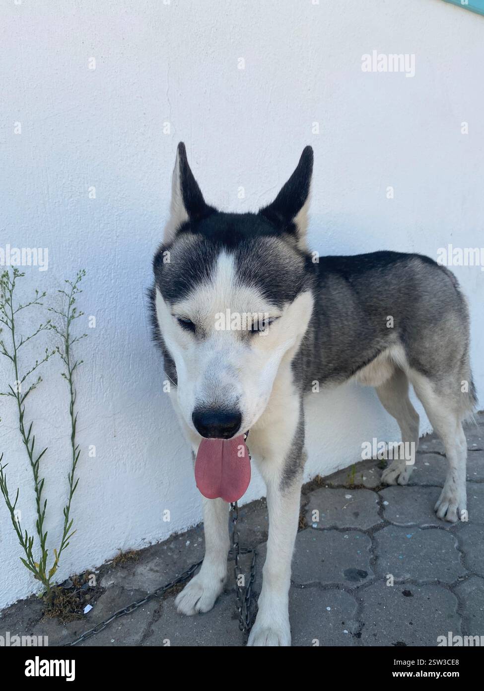 Beautiful black and white husky roaming the streets of Türkiye - Smartphone Captured Stock Image