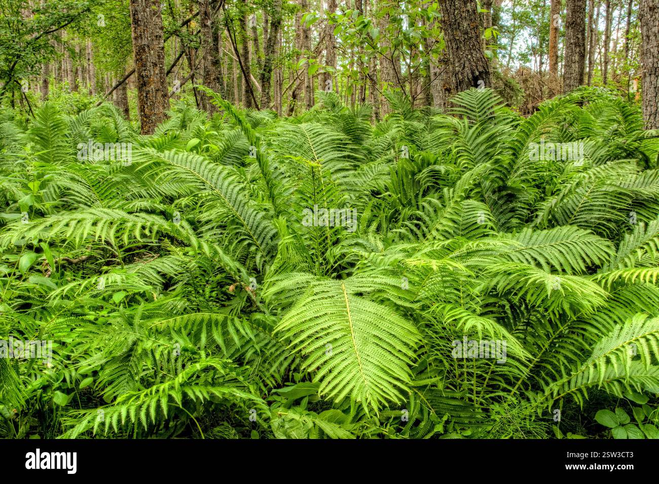 Lush green forest with a variety of plants and trees. Concept of ...