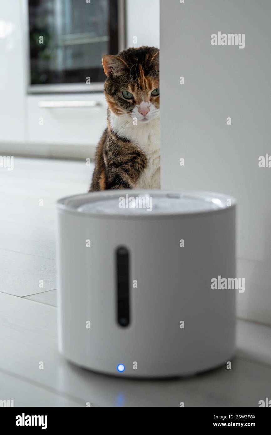 Curious cat looks at smart drinking fountain that owners bought him to prevent urinary tract disease Stock Photo