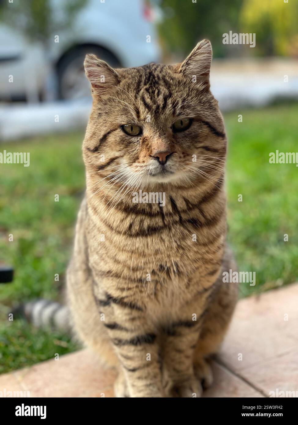 Handsome brown tabby cat on the streets of Türkiye - Smartphone Captured Stock Image