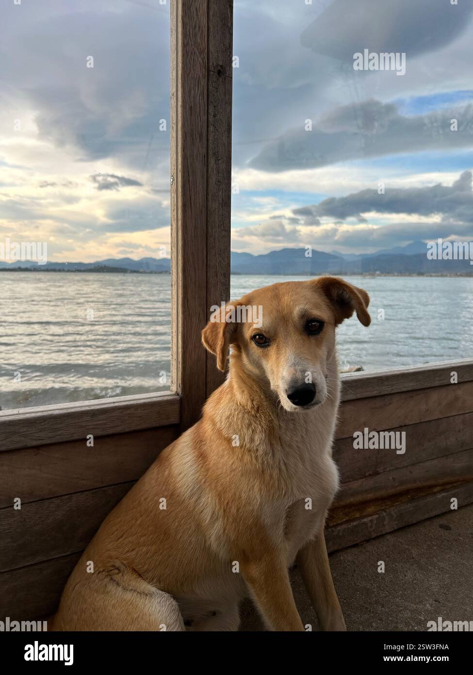 Cute dog sitting with beautiful view of the sea and mountains behind - Smartphone Captured Stock Image