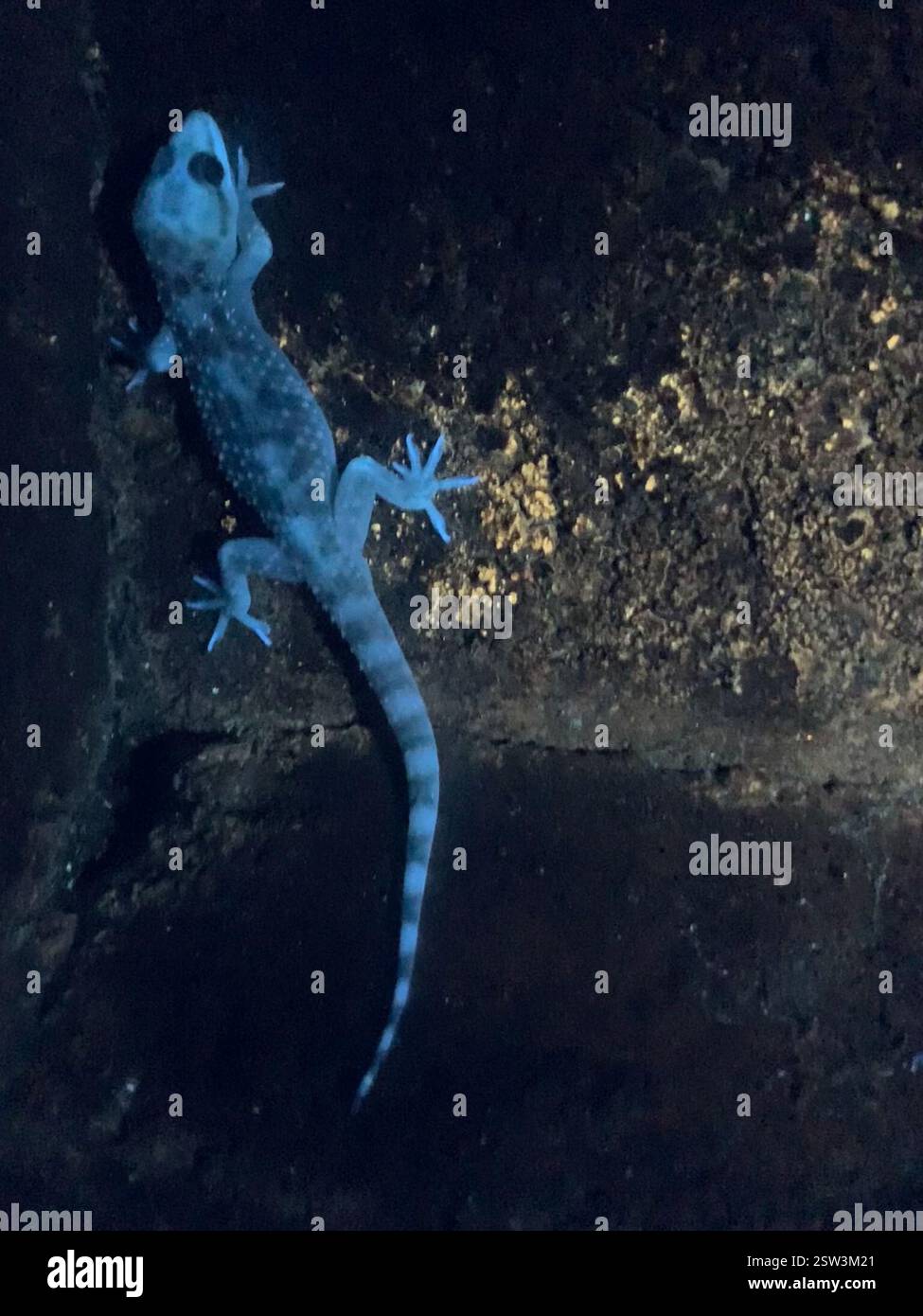 Under Gecko Mediterranean House Gecko (Hemidactylus turcicus), Reptilia, Piedras ...