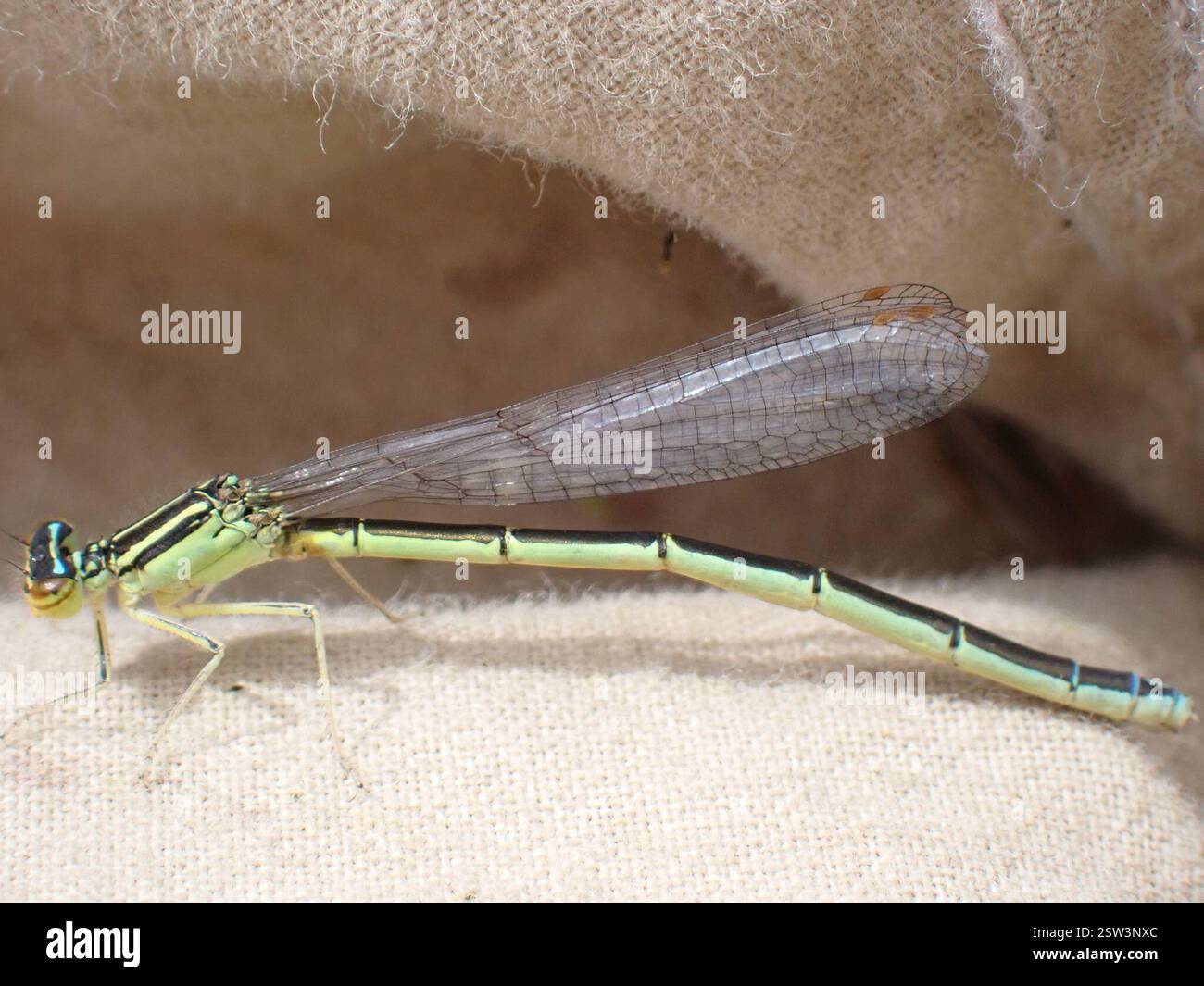 Rainbow Bluet (Enallagma antennatum), Insecta, Val Marie No. 17, SK S0N ...