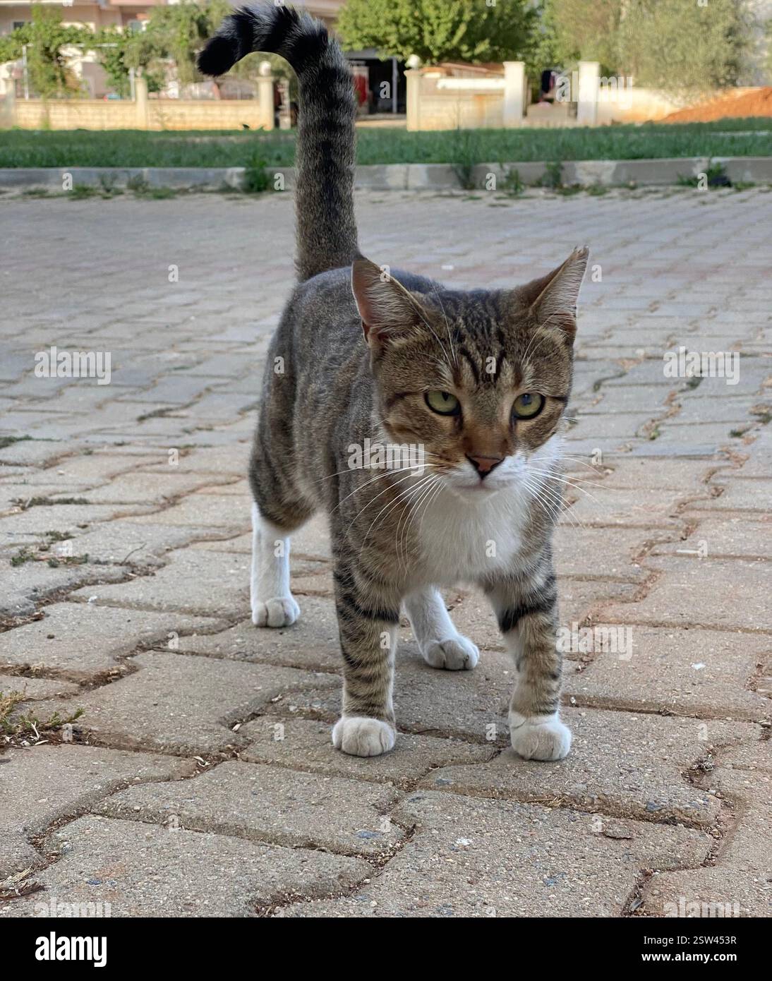 Adorable brown tabby cat with cross eyes - Smartphone Captured Stock Image