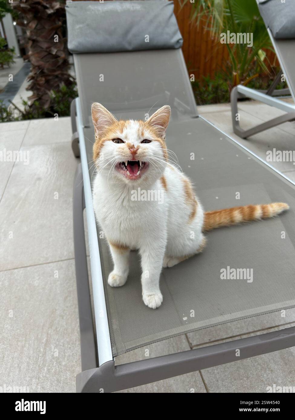 Adorable little orange and white kitten with a very unique nose - Smartphone Captured Stock Image