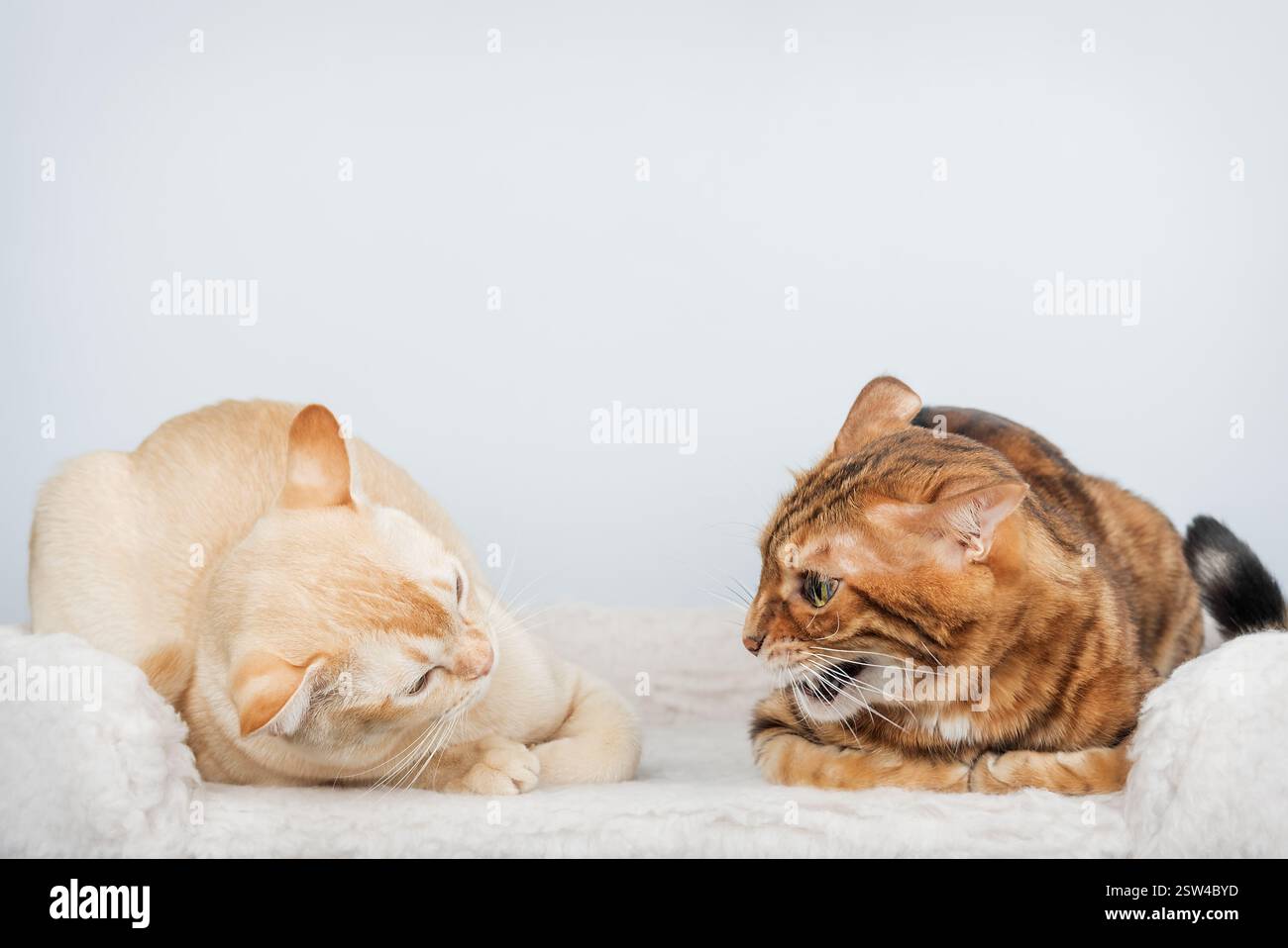 Two aggressive cats get into a fight. Conflict between two domestic cats living in the same house. Stock Photo