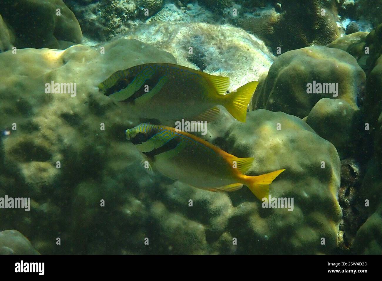 Doublebar Rabbitfish (Siganus virgatus), Actinopterygii, Ko Haa (Five ...