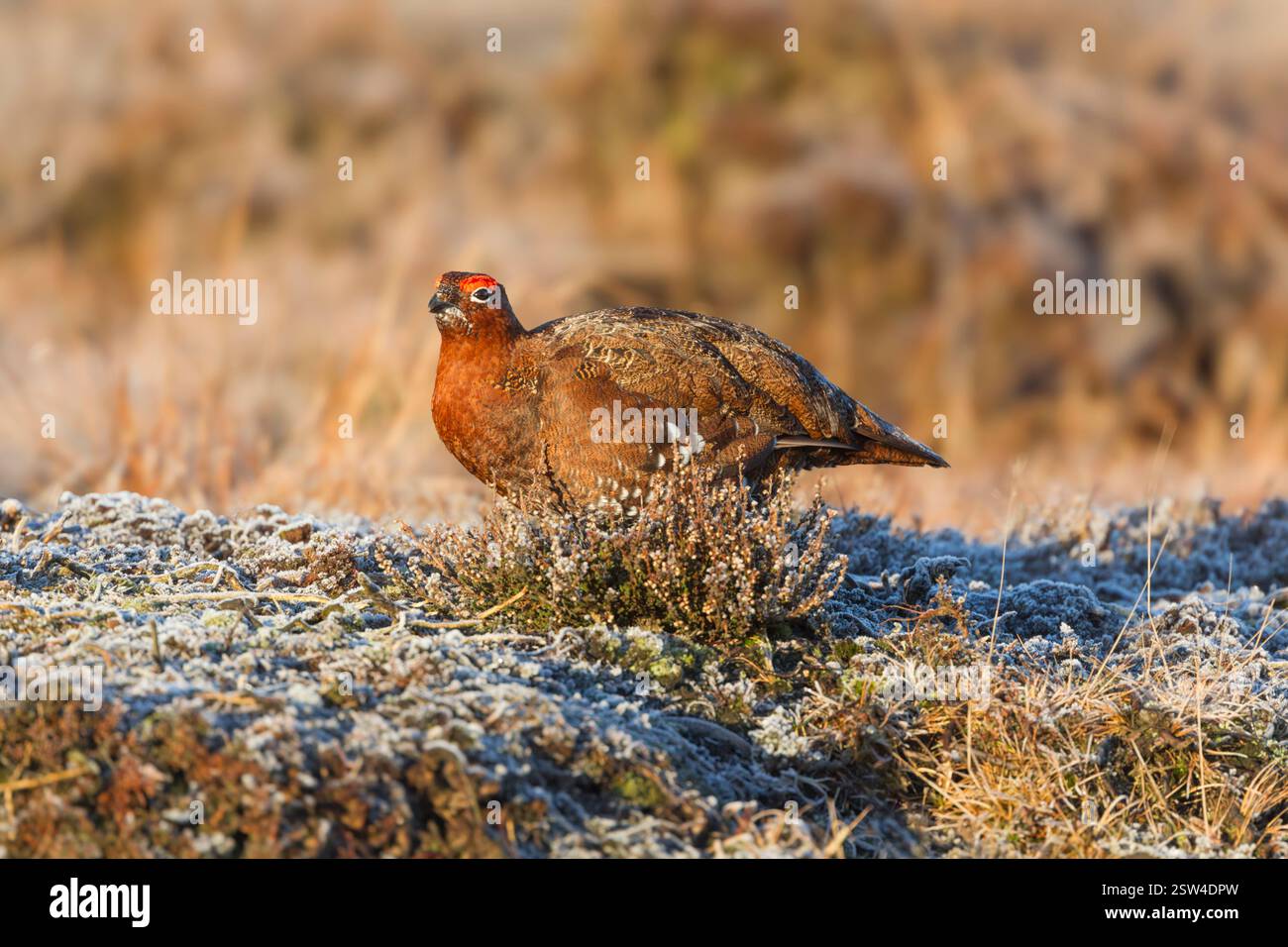 Male red grouse (Lagopus lagopus scotica) adult standing  in warm light on frost covered moorland with frost on its tail feathers - Stock Image
