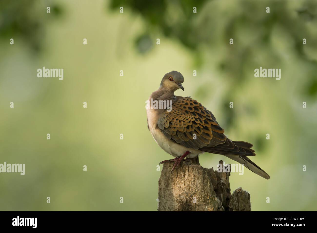 European turtle dove (Streptopelia turtur) adult on an old tree stump in dappled light with head turned and feathers slightly ruffled - Stock Image
