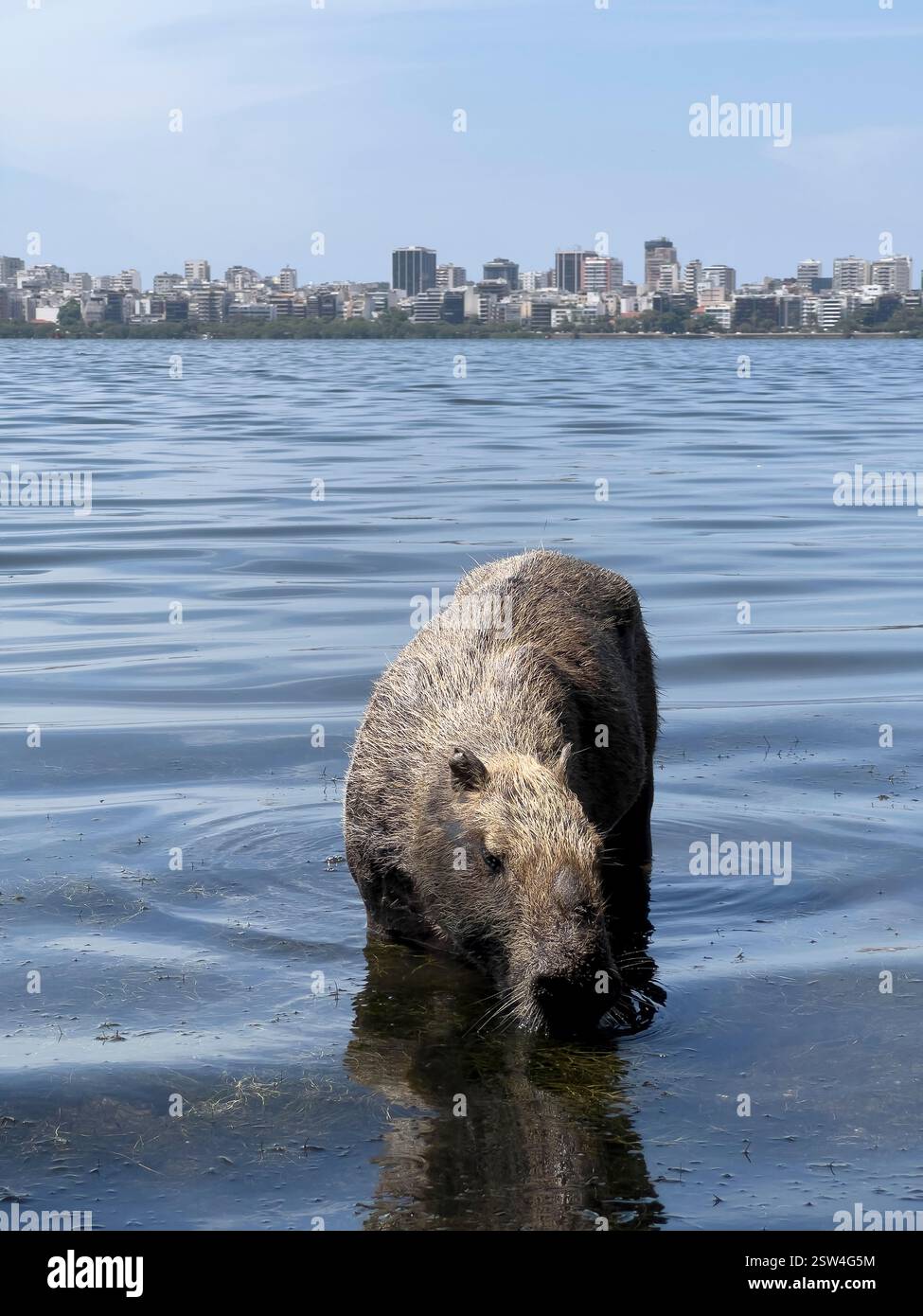 February 20, 2025, Rio De Janeiro, Rio De Janeiro, Brazil: A capybara ...