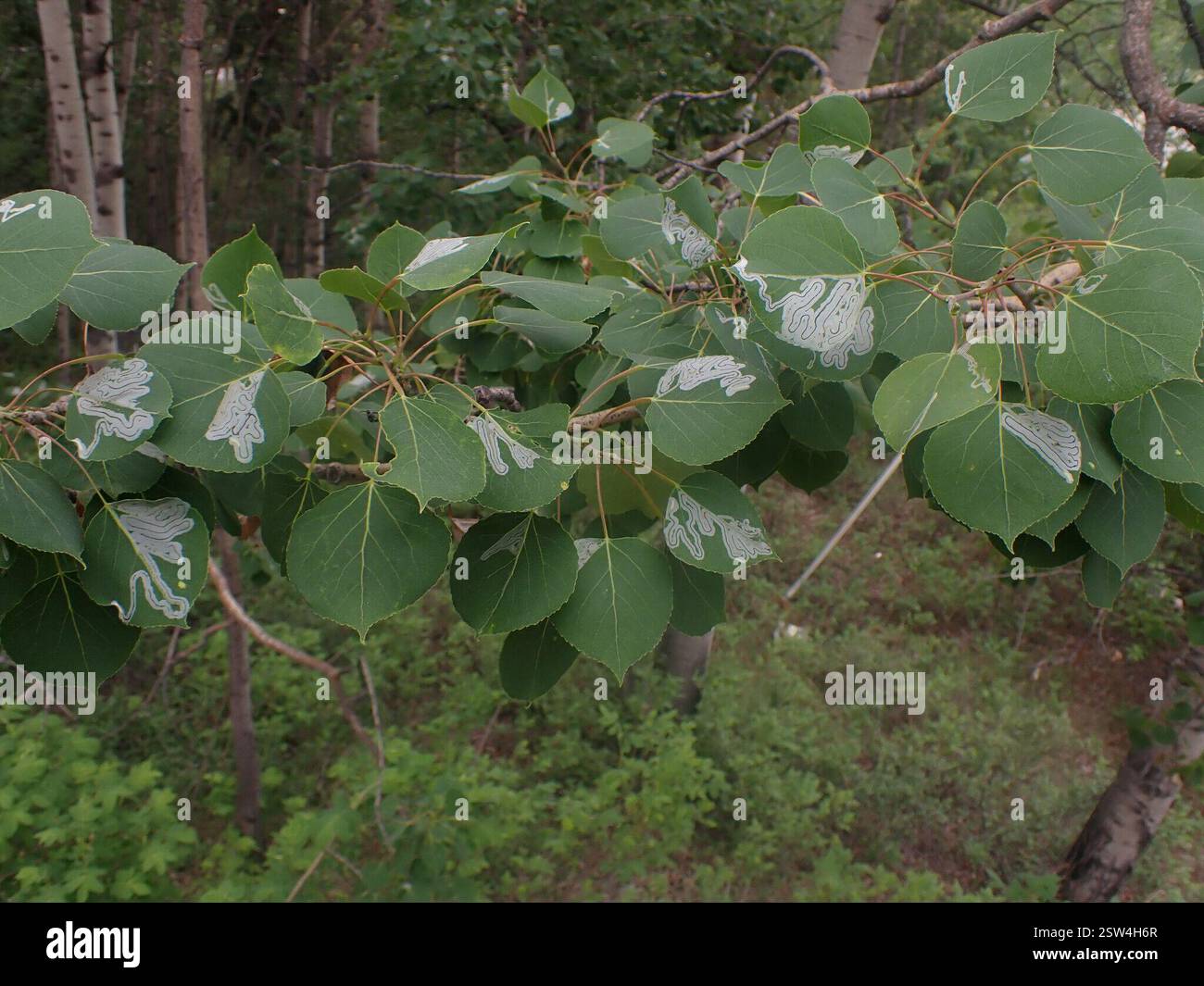 Aspen Serpentine Leafminer Moth (Phyllocnistis populiella), Insecta ...