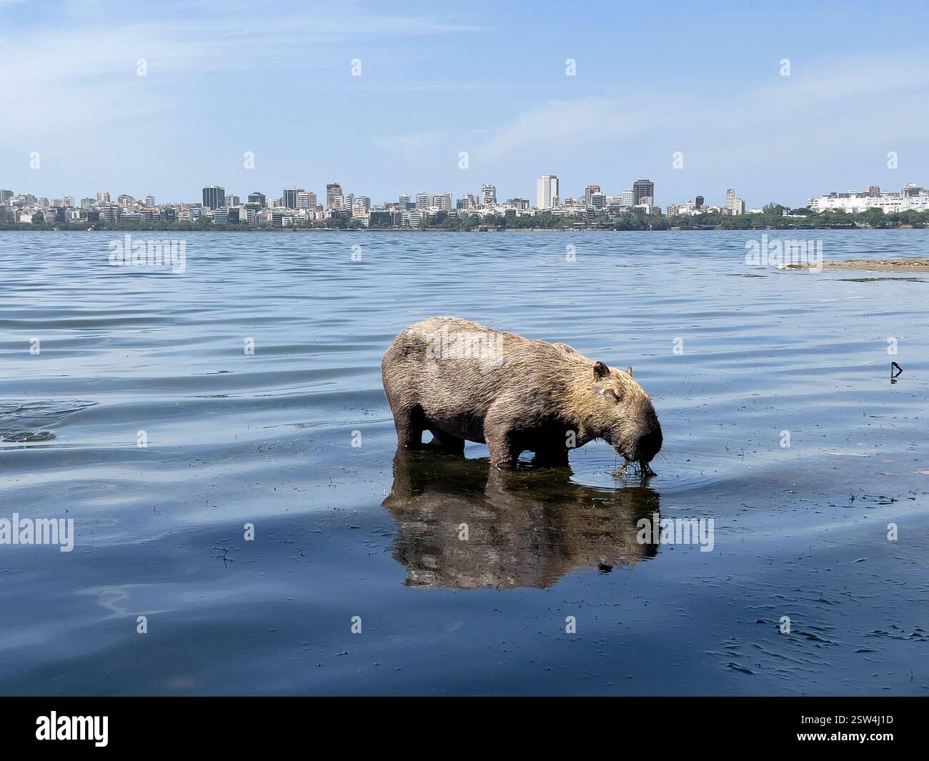 February 20, 2025, Rio De Janeiro, Rio De Janeiro, Brazil: A capybara ...