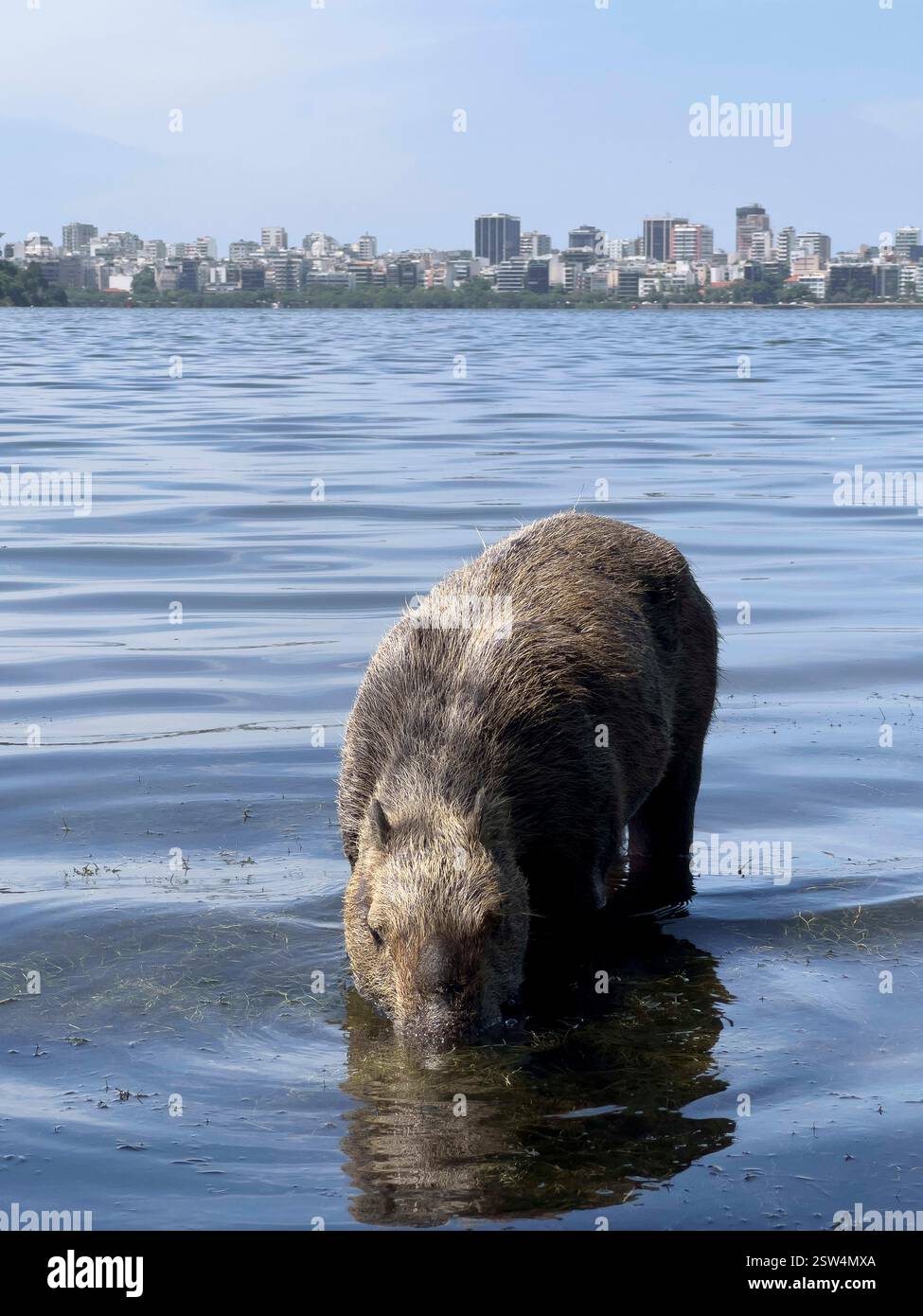 February 20, 2025, Rio De Janeiro, Rio De Janeiro, Brazil: A capybara ...