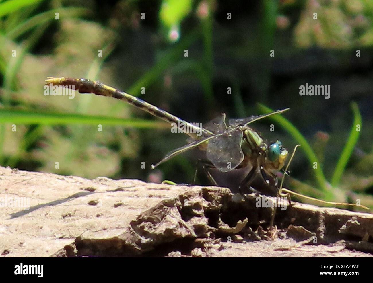 Unicorn Clubtail (Arigomphus villosipes), Insecta, Rappahannock County ...