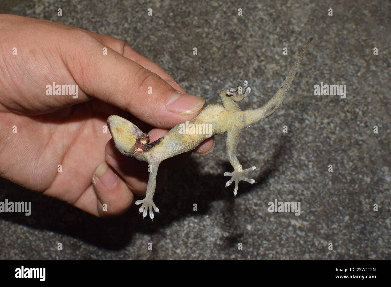 Japanese Giant Gecko (Gekko japonicus), Reptilia, 中国浙江省杭州市西湖区 Stock ...