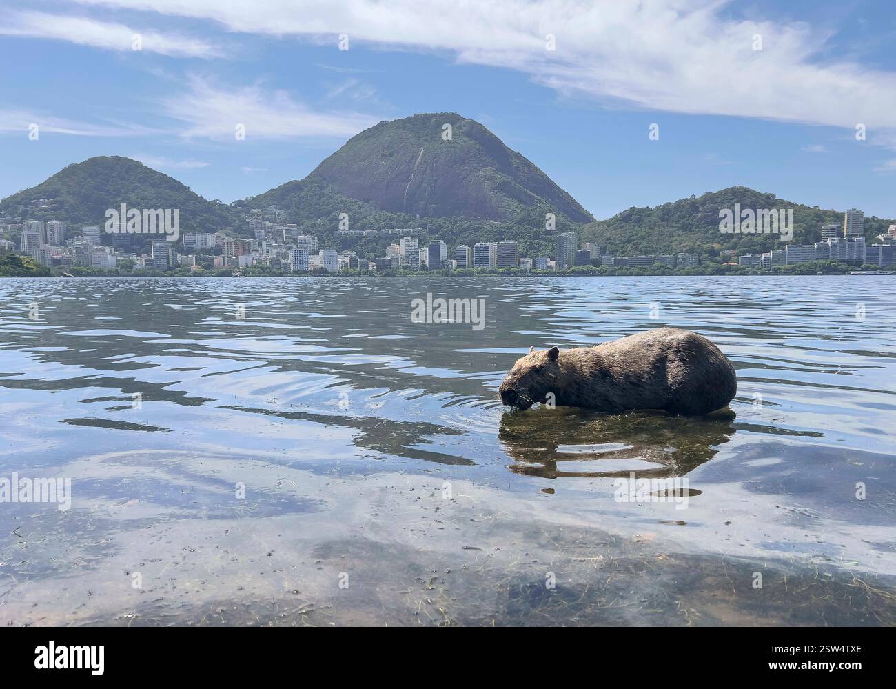 February 20, 2025, Rio De Janeiro, Rio De Janeiro, Brazil: A capybara ...