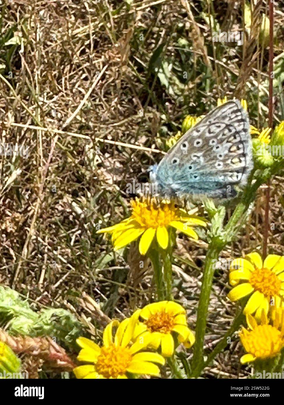 Adam Insect Common Blue (Polyommatus icarus), Insecta, Adam's Pond, London, England ...