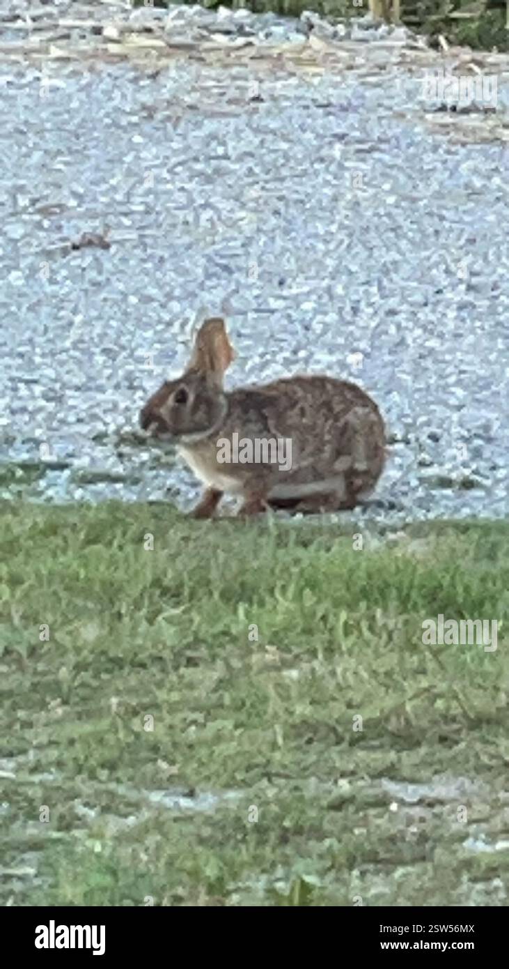 Swamp Rabbit (Sylvilagus aquaticus), Mammalia, Port Arthur Stock Photo ...