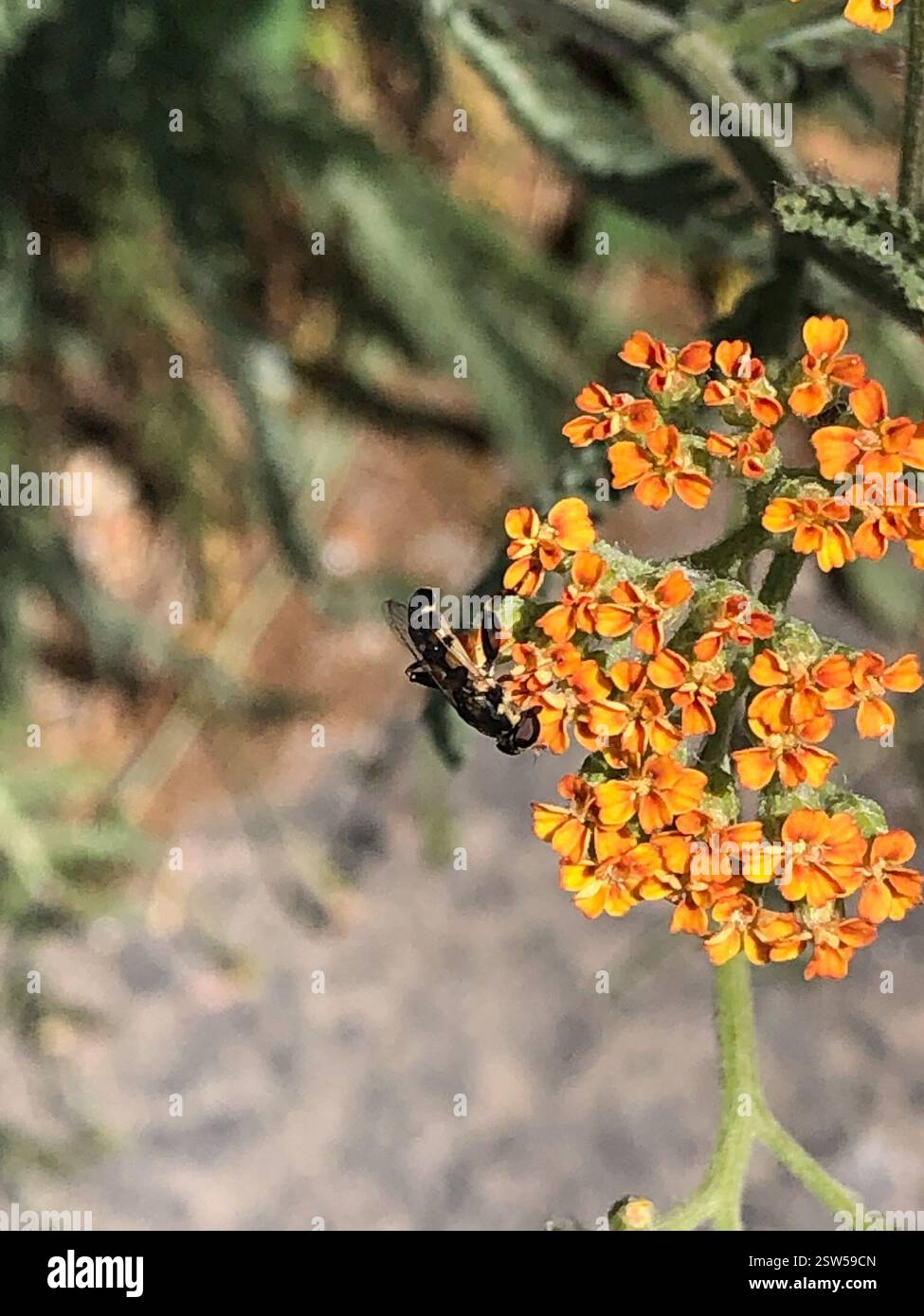 Boise Insects Thick-legged Hover Fly (Syritta pipiens), Insecta, W Lake Hazel Rd ...