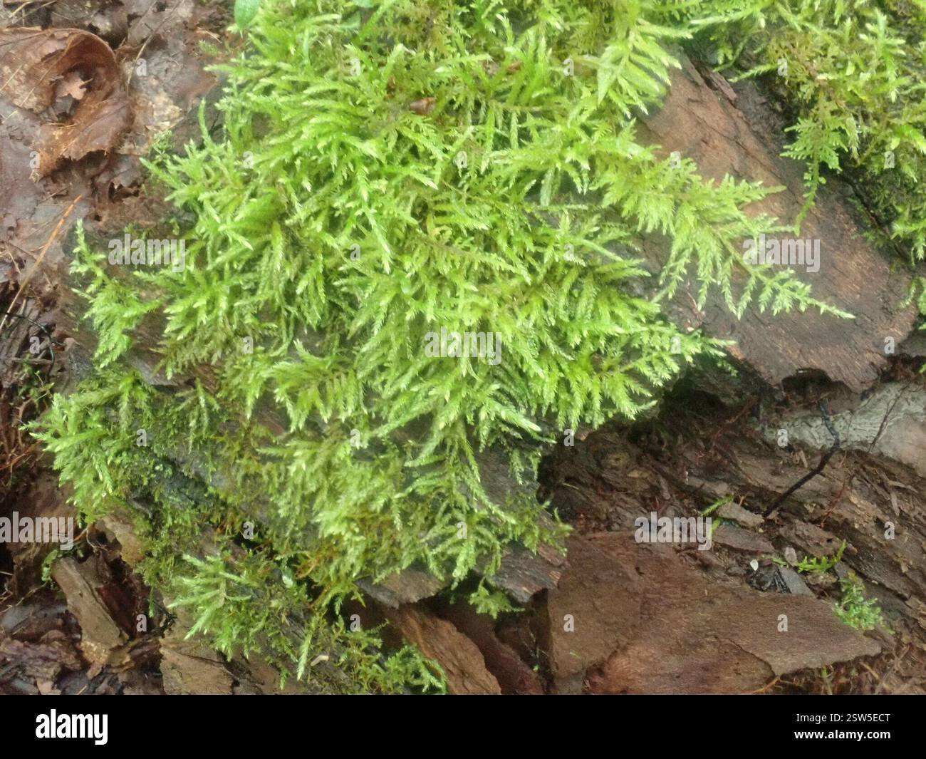 Pleated Foxtail Moss (Brachythecium laetum), Plantae, Shelburne, MA ...