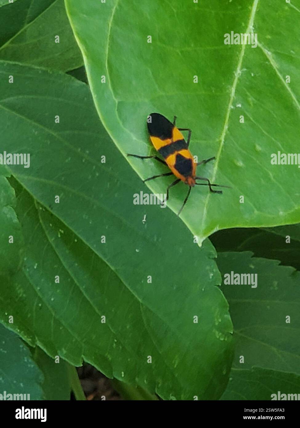 Insect Houston Large Milkweed Bug (Oncopeltus fasciatus), Insecta, Houston, TX 77059 ...