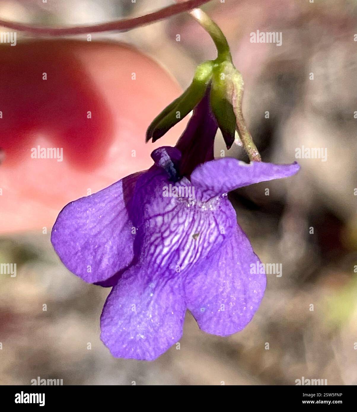 Twining Snapdragon (Neogaerrhinum strictum), Plantae, Fort Ord National ...