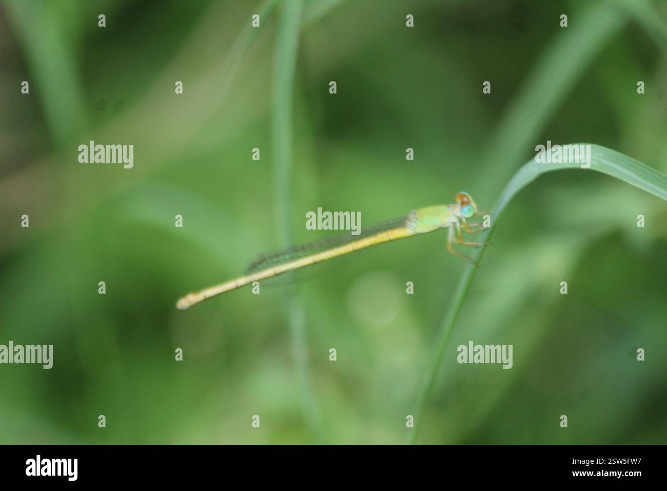 Coromandel Marsh Dart (Ceriagrion coromandelianum), Insecta, 7MXF+H82 ...
