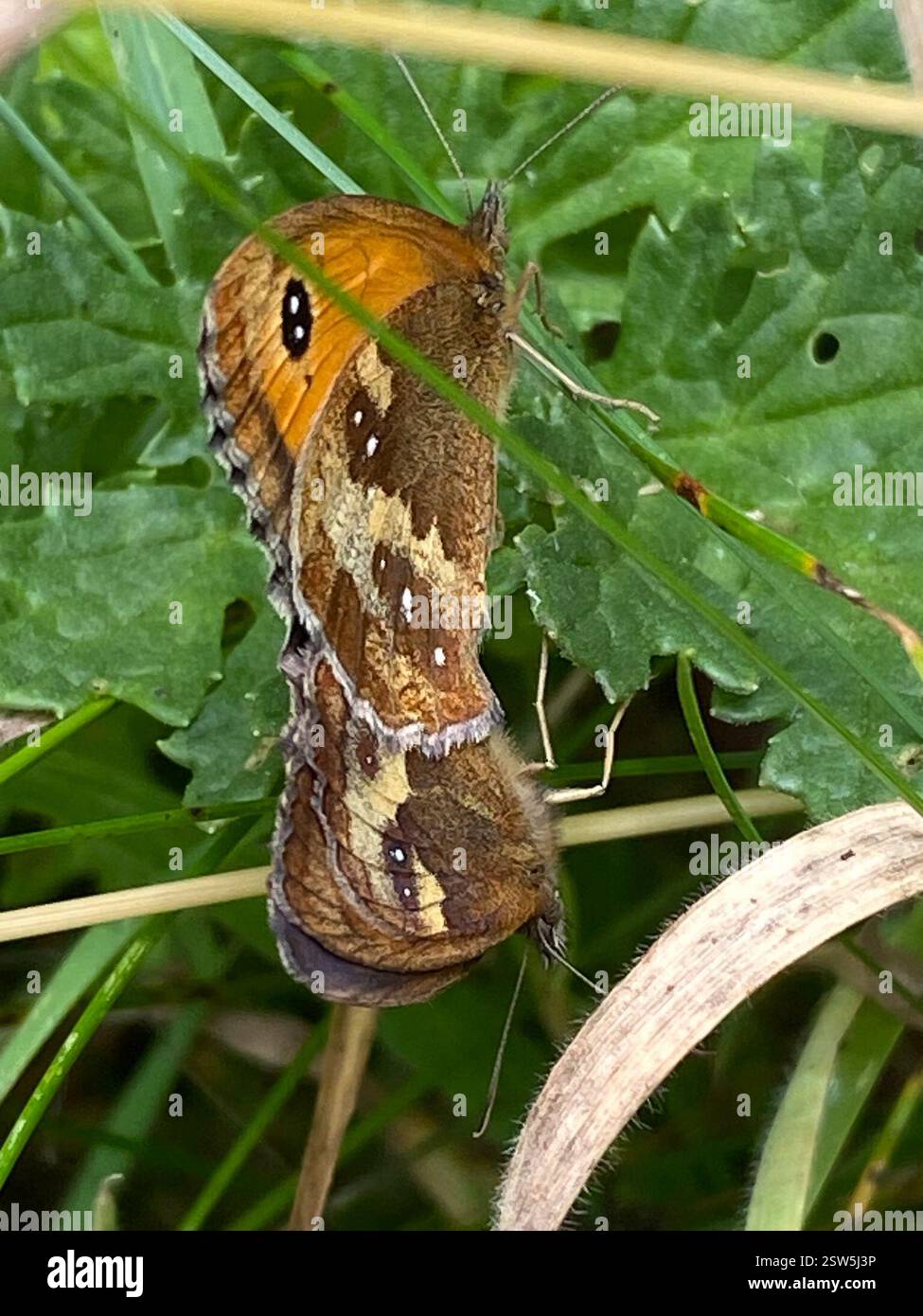 Gatekeeper (Pyronia tithonus), Insecta, Cornwall, UK Stock Photo