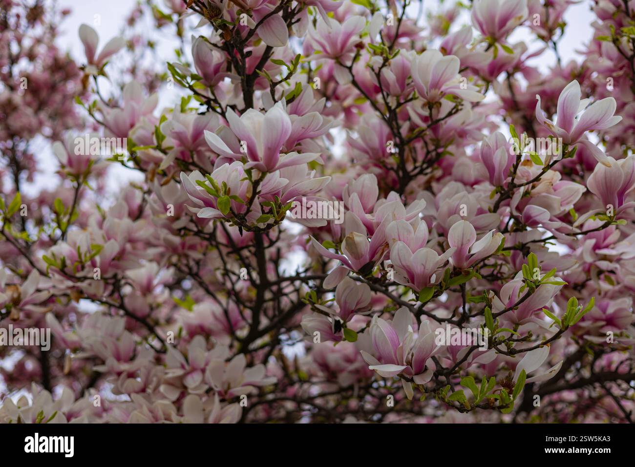 Magnolia tree full bloom hi-res stock photography and images - Alamy