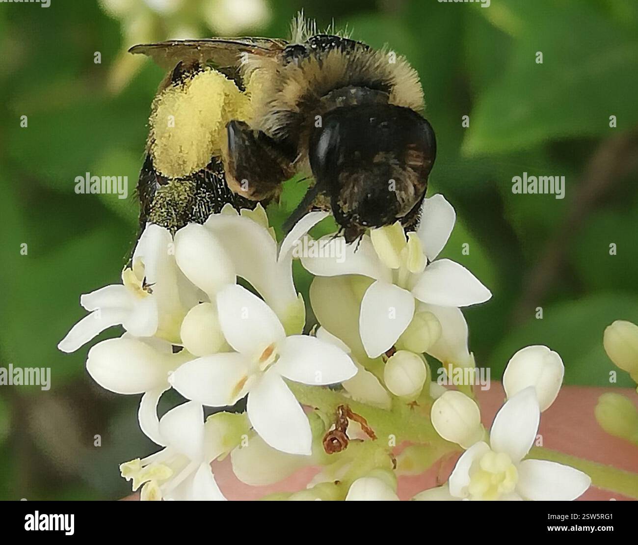 Mining Bees (Andrena), Insecta, Ballenstedt, Germany, Not phased by my ...