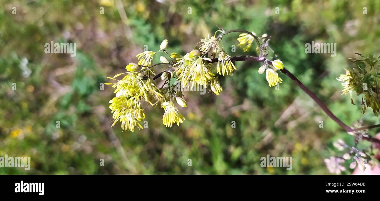 Lesser Meadow rue (Thalictrum minus) Plantae Свердловская обл Lesser Meadow rue (Thalictrum minus) Plantae Свердловская обл