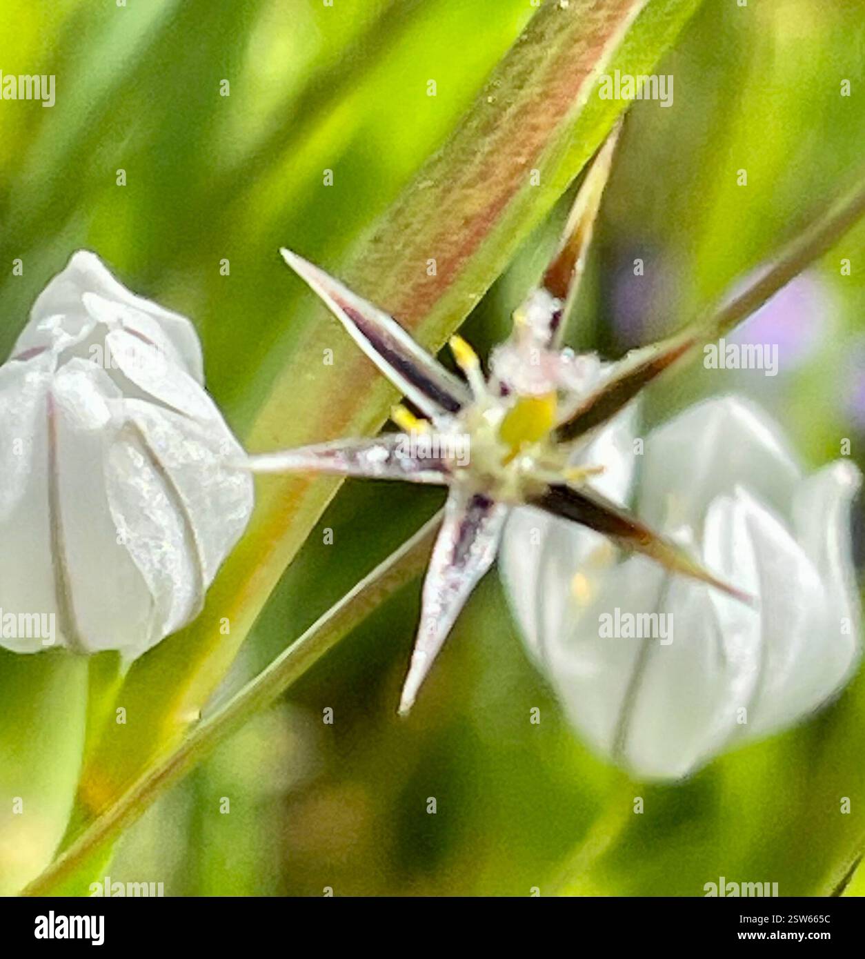 white brodiaea (Triteleia hyacinthina), Plantae, Fort Ord National ...