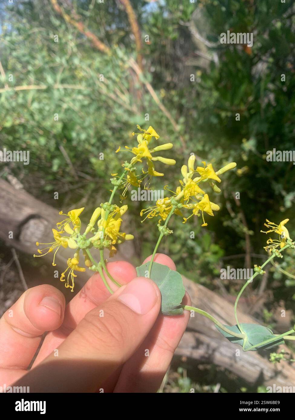 chaparral honeysuckle (Lonicera interrupta) Plantae Stock Photo - Alamy