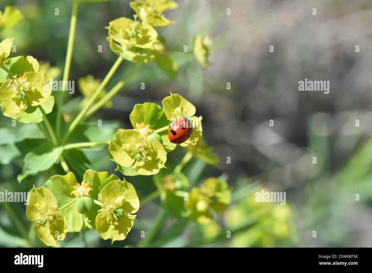 Transverse Lady Beetle (Coccinella transversoguttata), Insecta ...