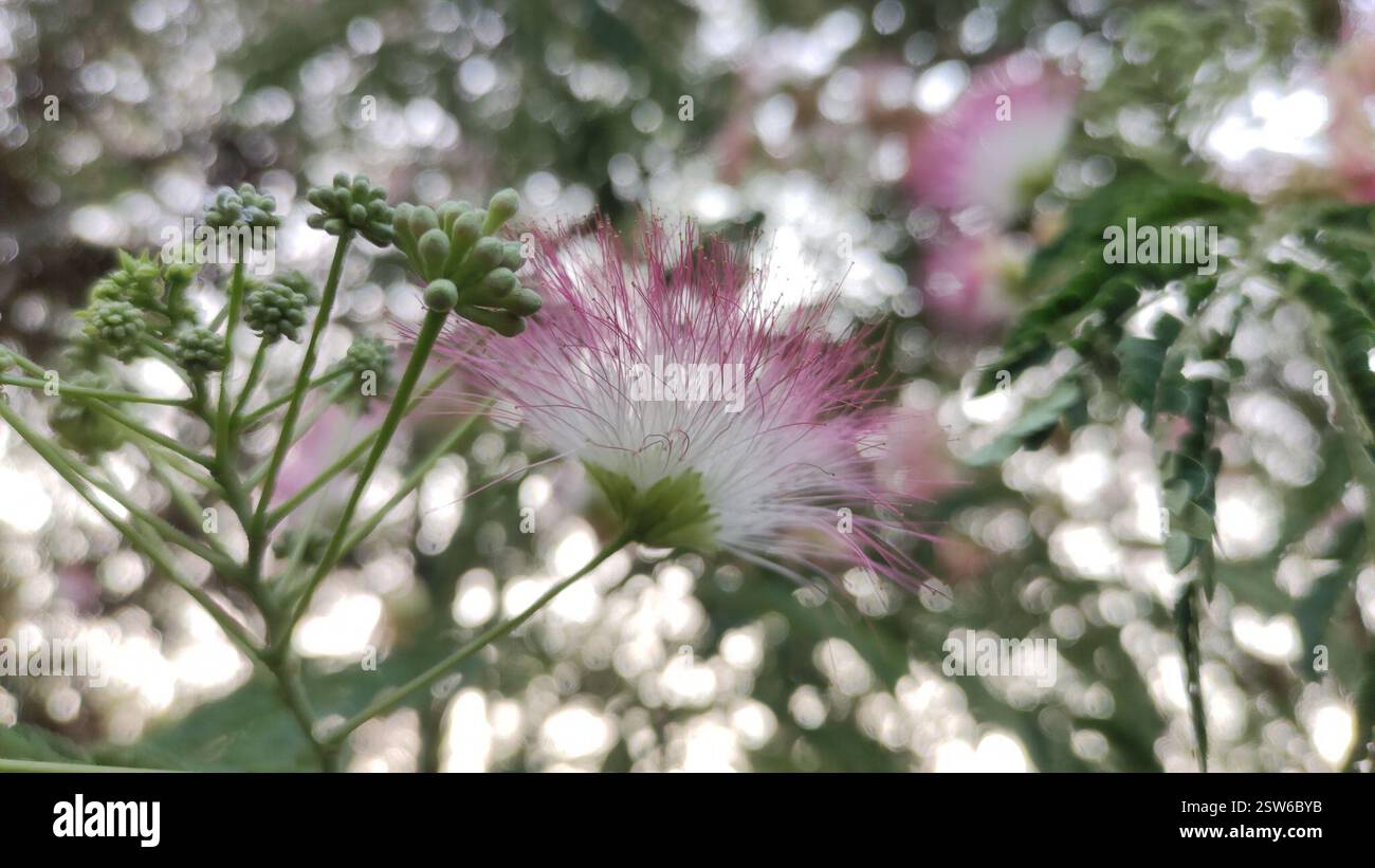 Persian silk tree (Albizia julibrissin), Plantae, Hangzhou, CN-ZJ, CN ...