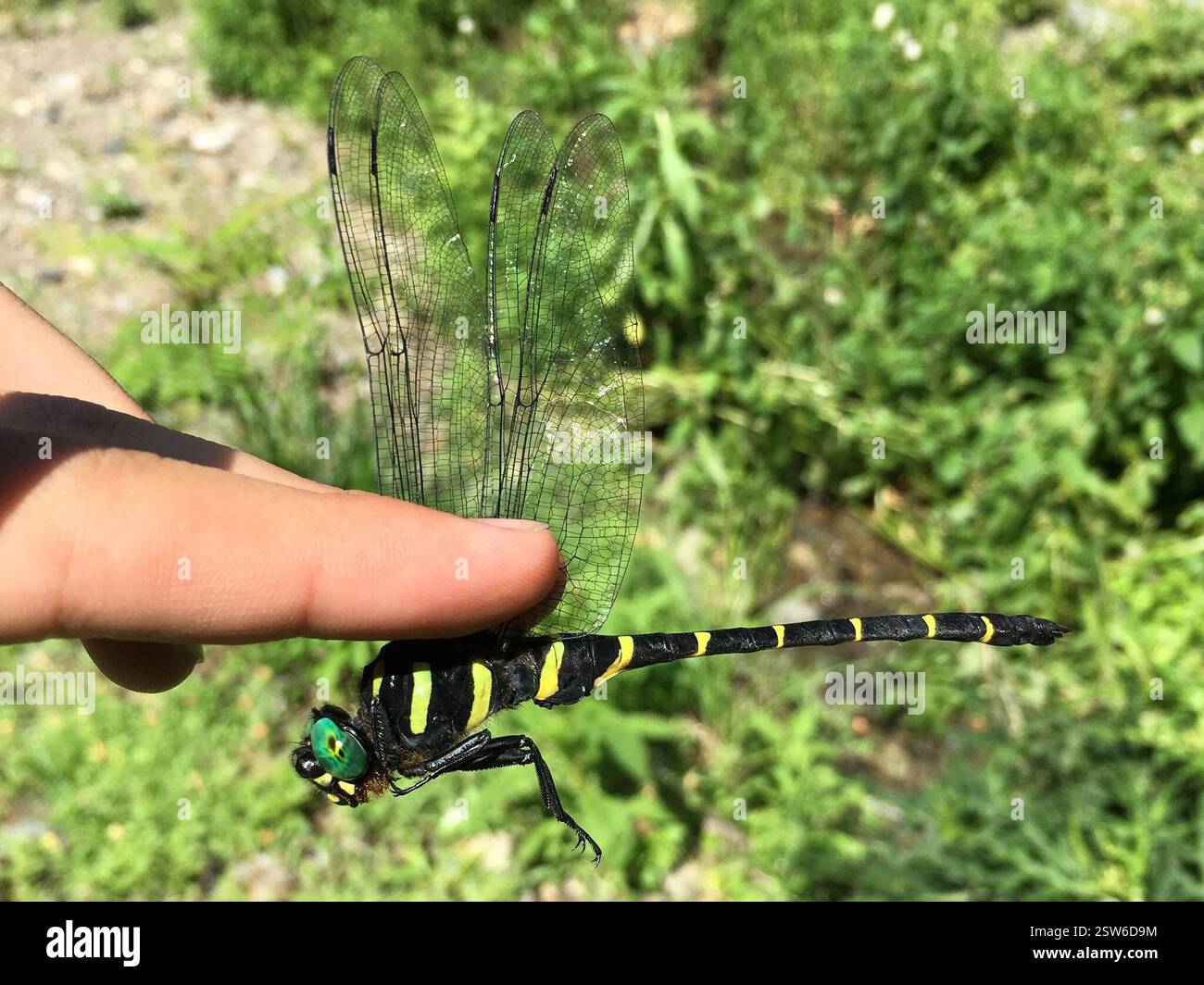 Jumbo Dragonfly (Anotogaster sieboldii), Insecta, Japan Stock Photo - Alamy