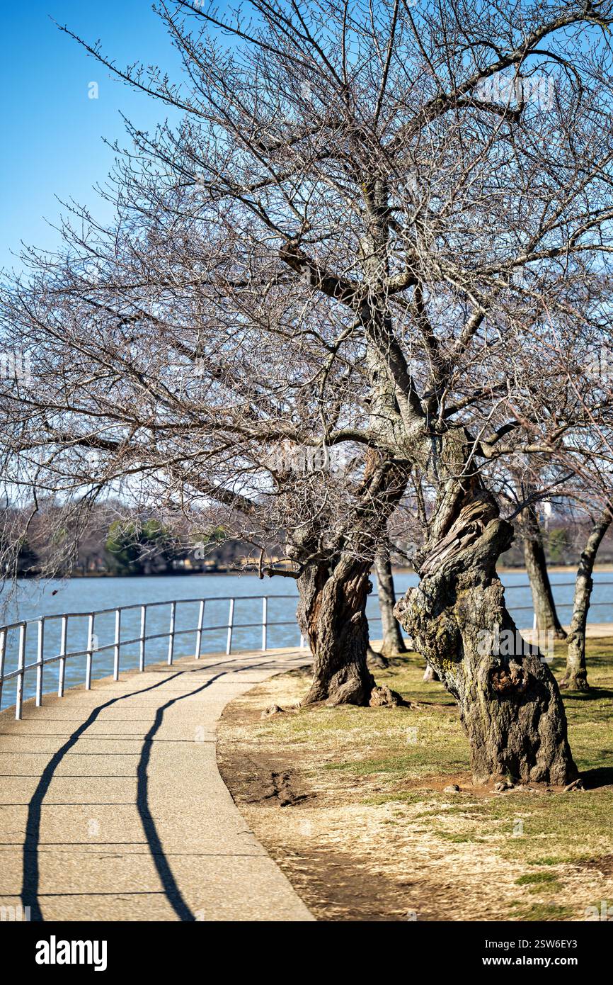 Charry Tree Dc WASHINGTON DC, United States — Cherry trees stand dormant around the ...