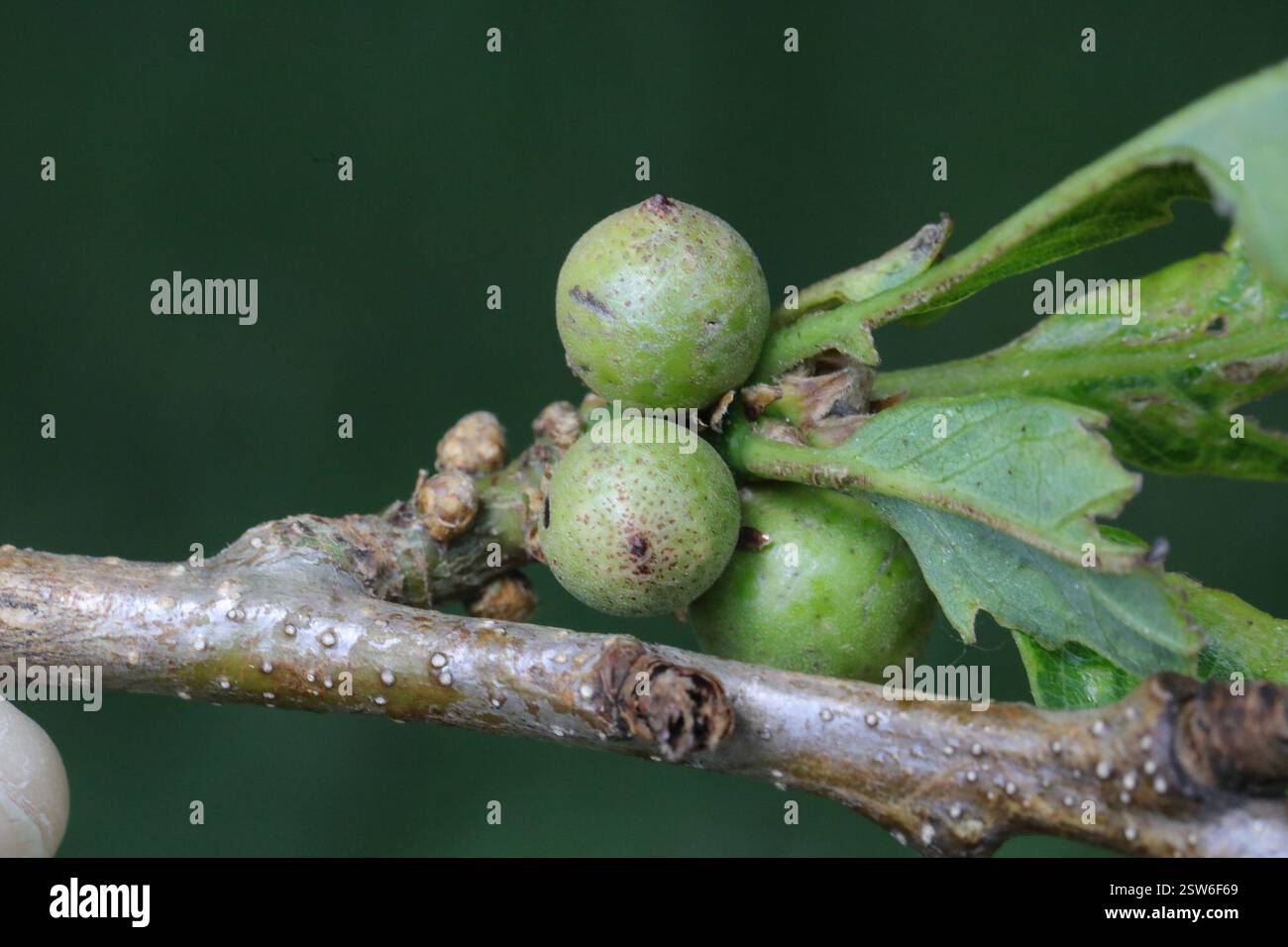 Oak Marble Gall Wasp (Andricus kollari), Insecta, Calderstones Park ...