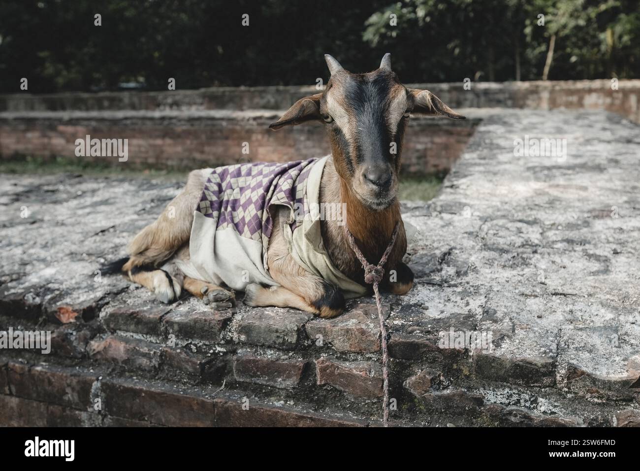 Goat Mixed Texture Knit Button V Neck Sweater Cardigan main image 1