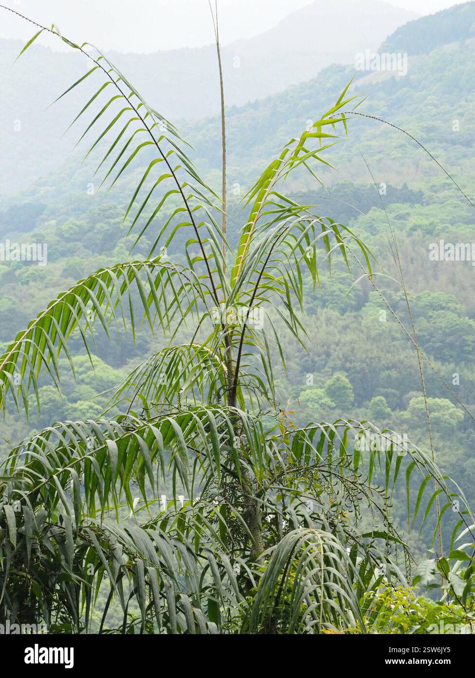 Yellow Rotang Palm (Calamus formosanus), Plantae, 台灣新北市 Stock Photo - Alamy