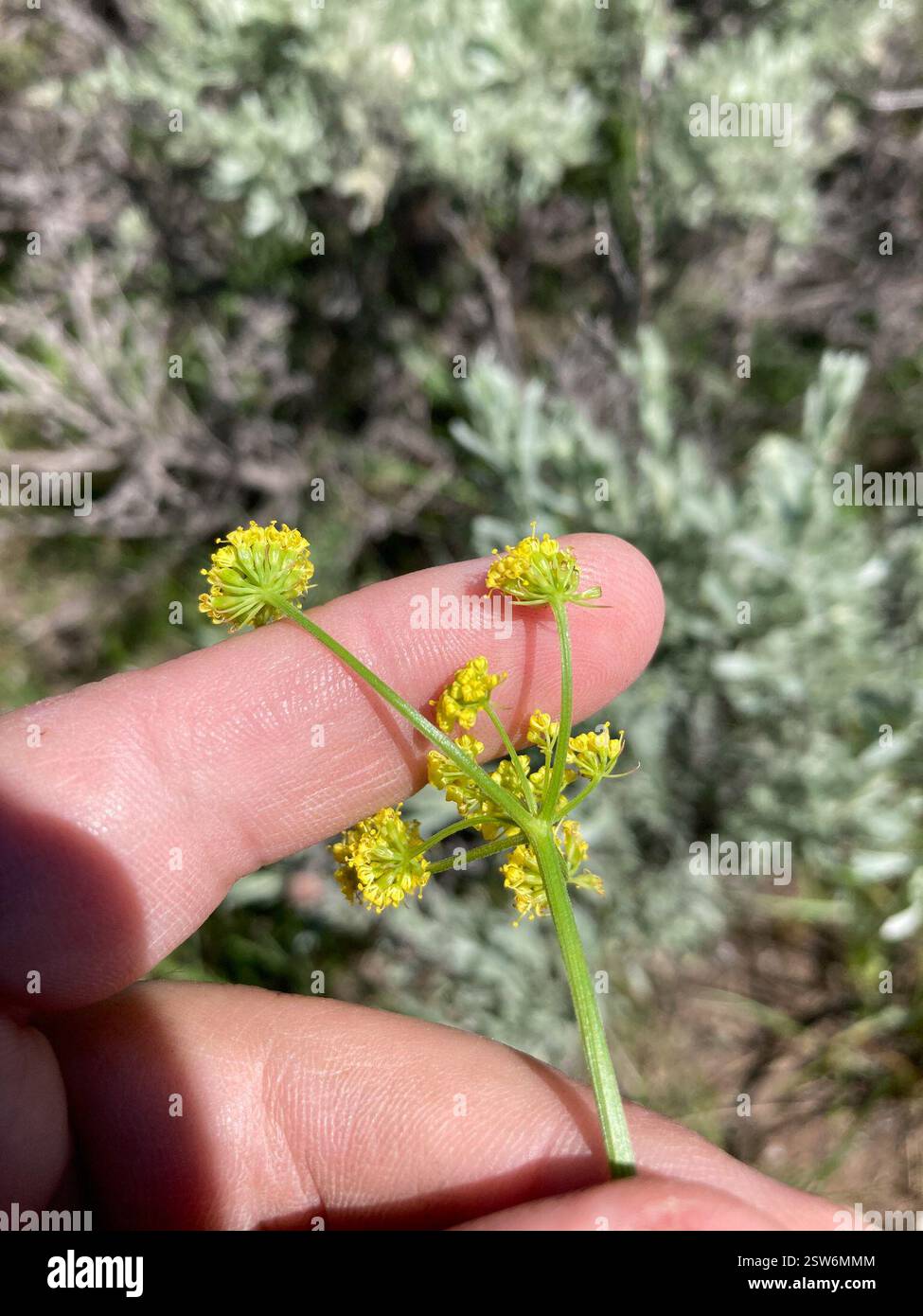 Umbrella Desert-parsley (Lomatium simplex), Plantae, Encampment, WY, US ...