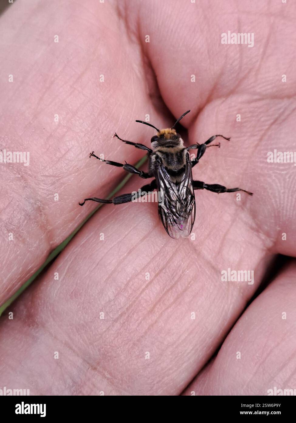 Miguel Insect Todo amarillo hi-res stock photography and images - Alamy