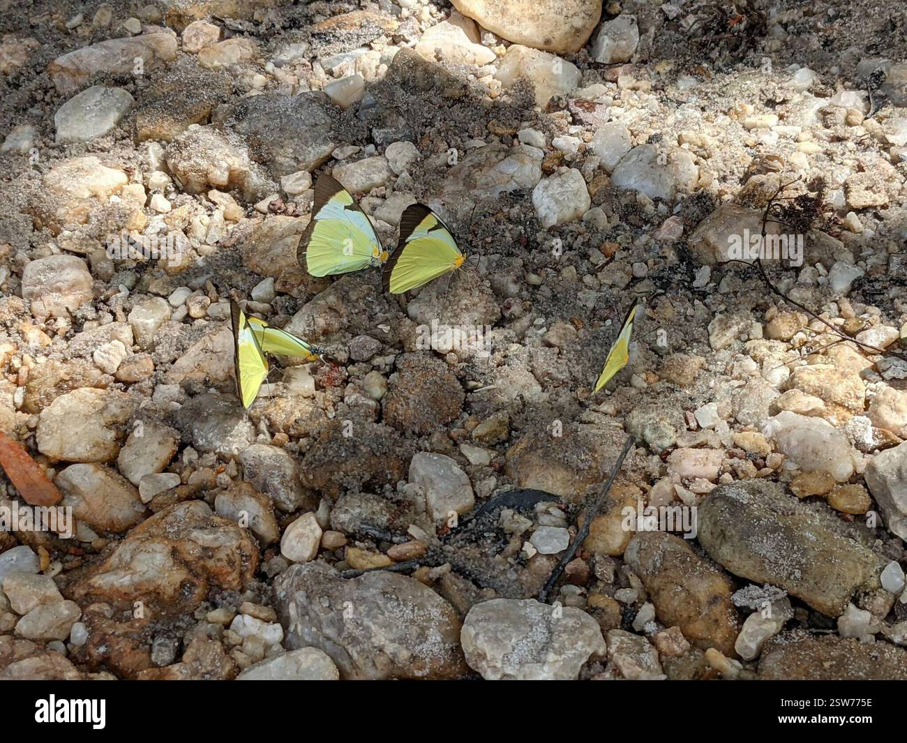 Common Melwhite (Melete lycimnia), Insecta, Cavalcante - State of Goiás,  73790-000, Brazil Stock Photo - Alamy