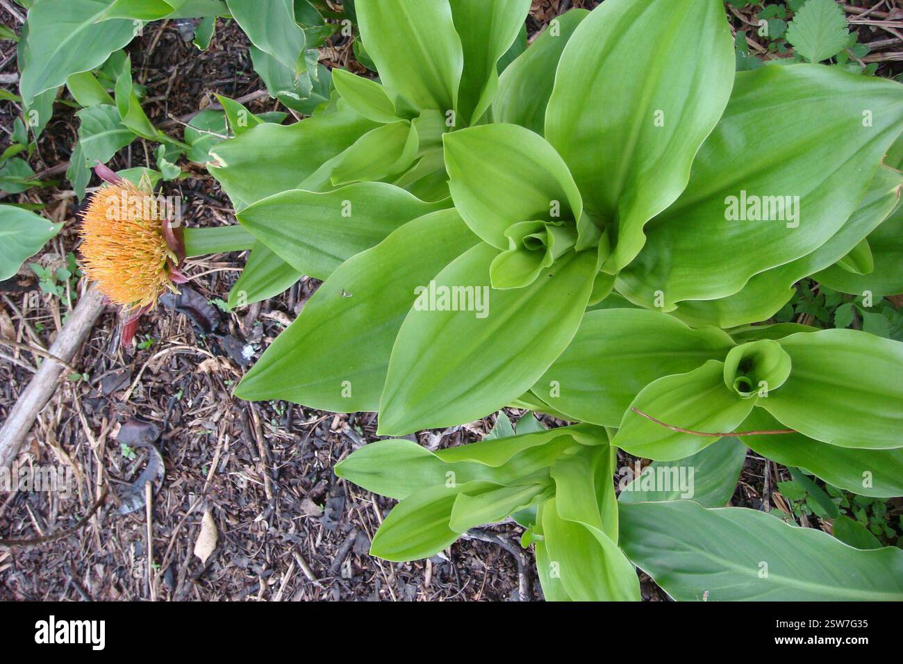 Paintbrush lily (Scadoxus puniceus), Plantae, uMgungundlovu District Municipality, South Africa, Snake Liliy (Scadoxus puniceus) Amber ValleyOnce called Haemanthus magnificus. Nice name. Stock Photo